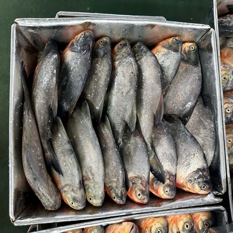 Wholesale Premium IQF Frozen Whole Red Pomfret