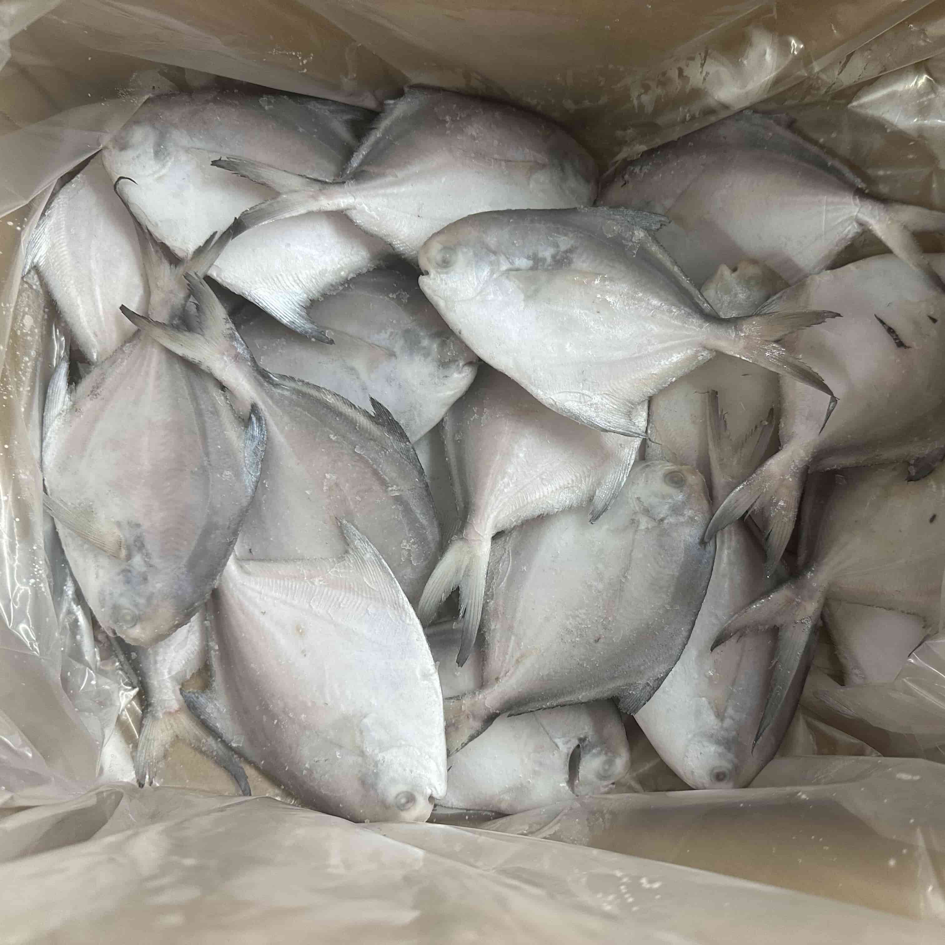 Wholesale IQF Frozen Whole White Pomfret