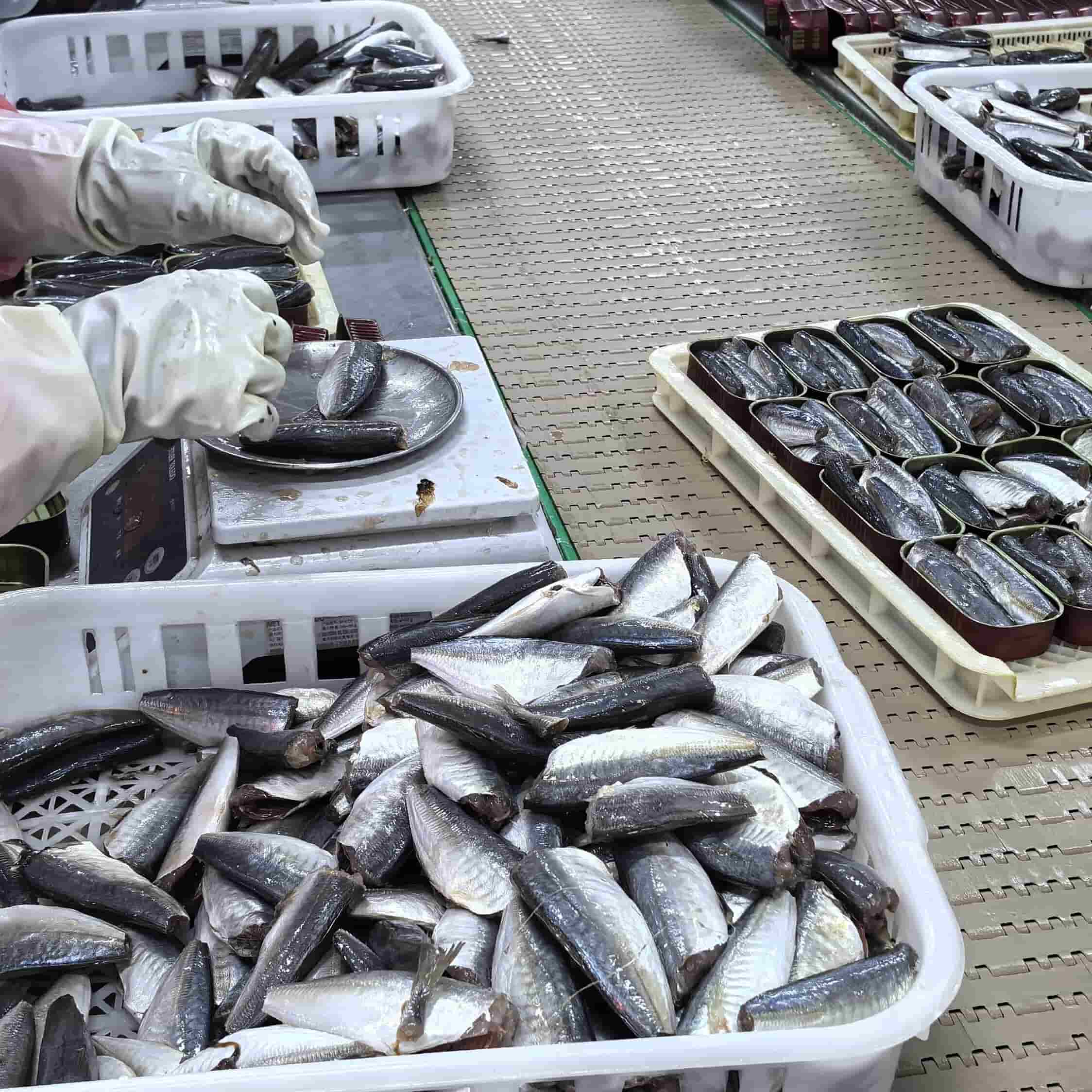 OEM brand canned sardine production line 3 OEM brand canned sardine production line 3