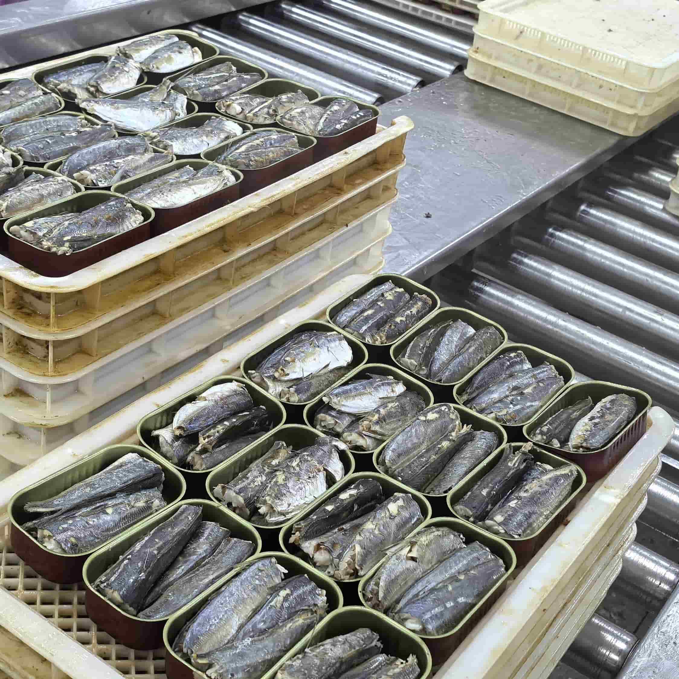 OEM brand canned sardine production line 4 OEM brand canned sardine production line 4