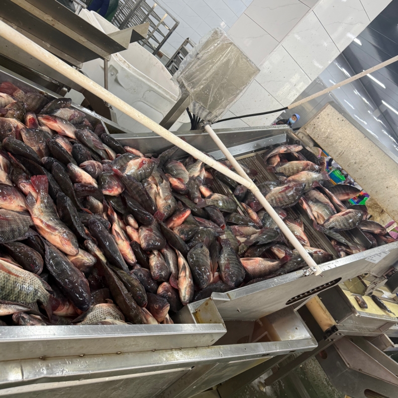 Tilapia processing line