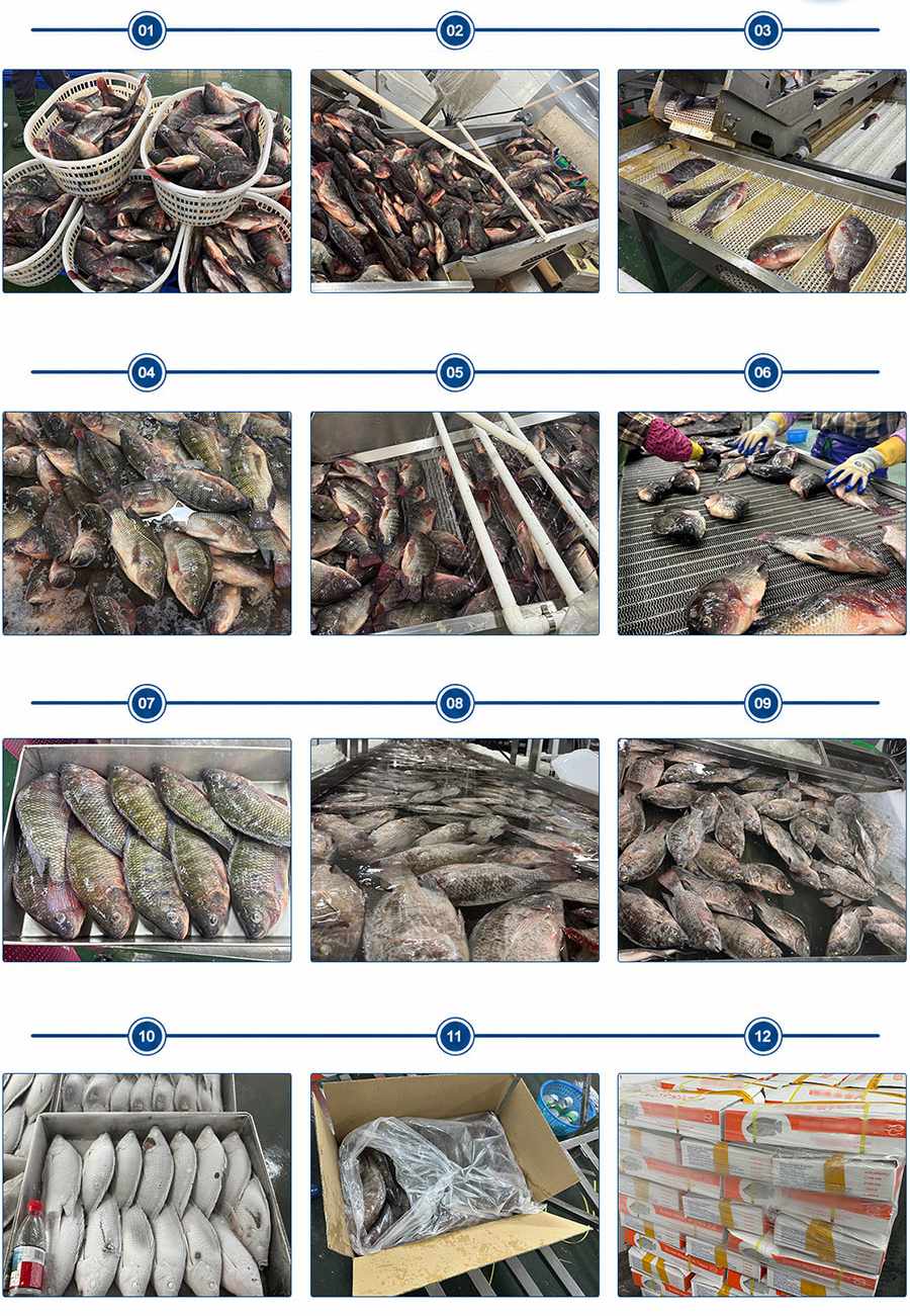 Frozen Whole Tilapia Production Process Frozen Whole Tilapia Production Process