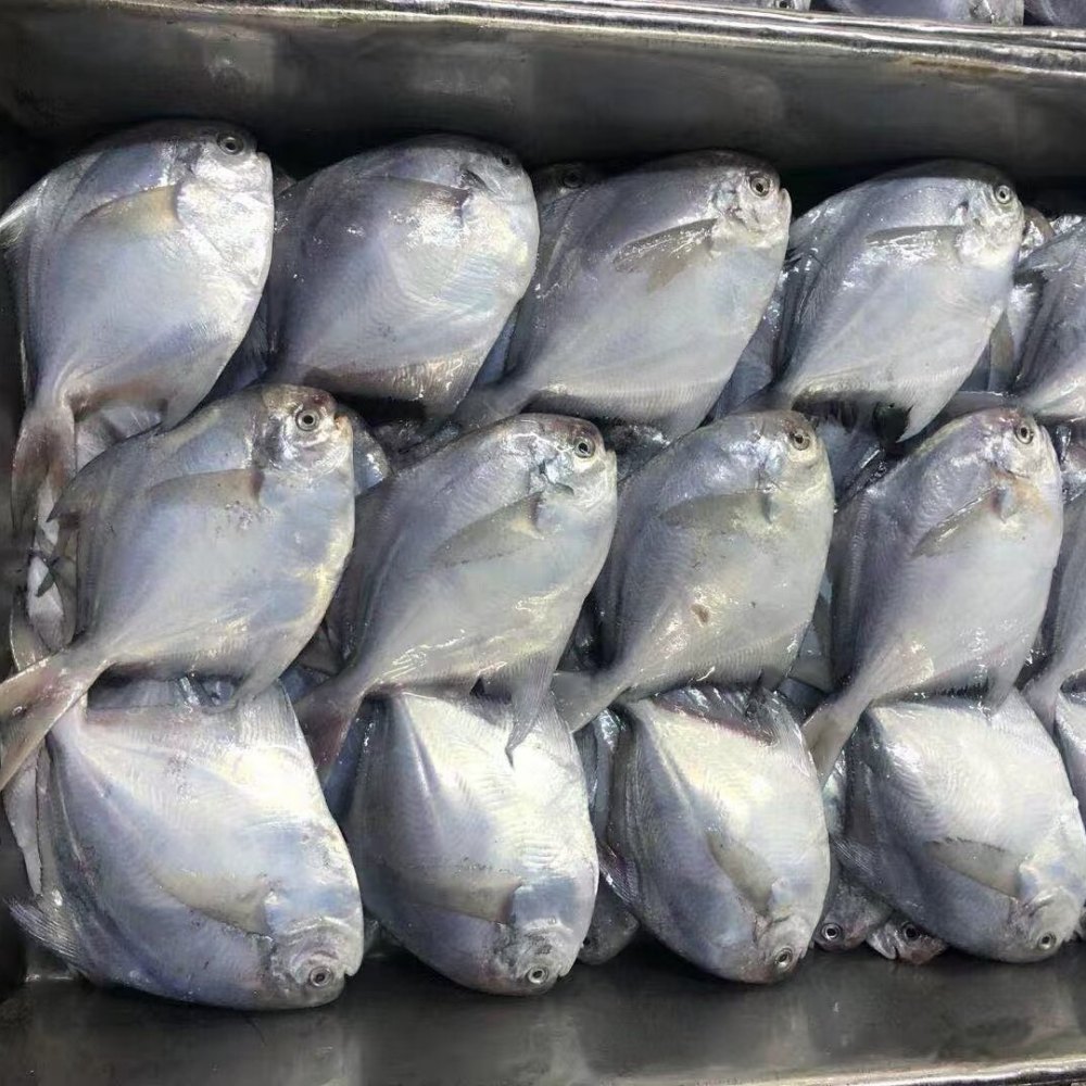 Frozen Whole White Pomfret