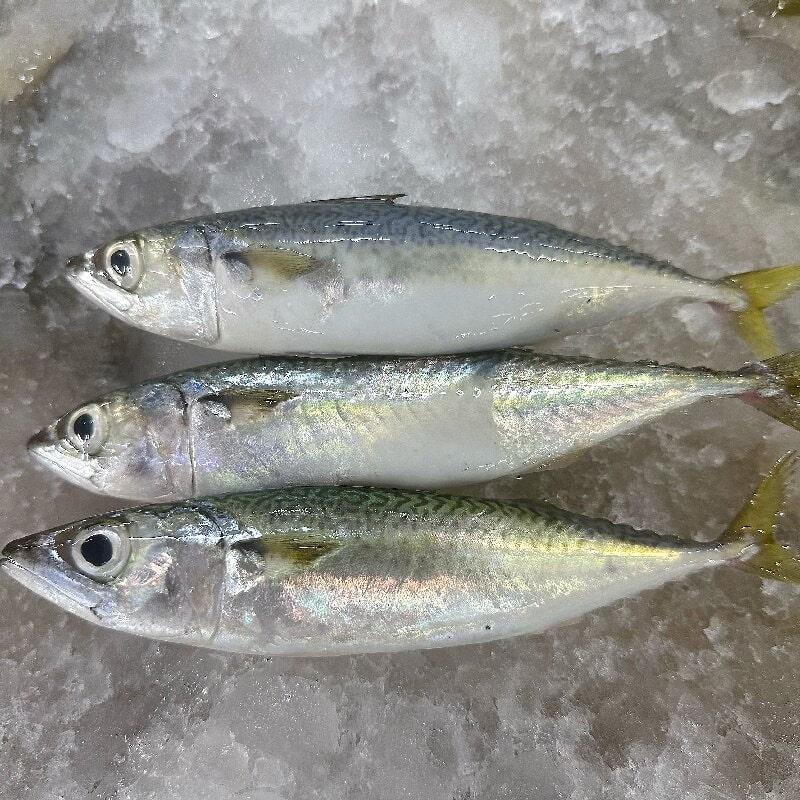 Premium Frozen Whole Mackerel