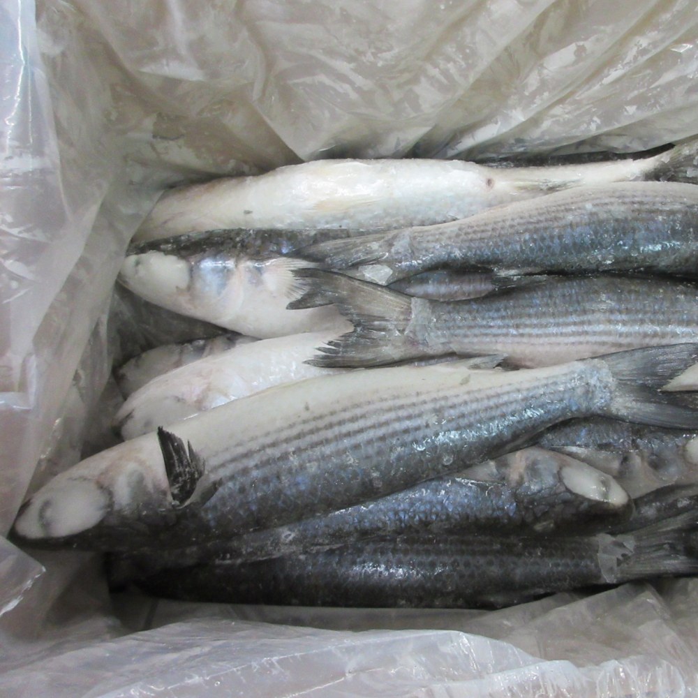 iqf grey mullet supplier