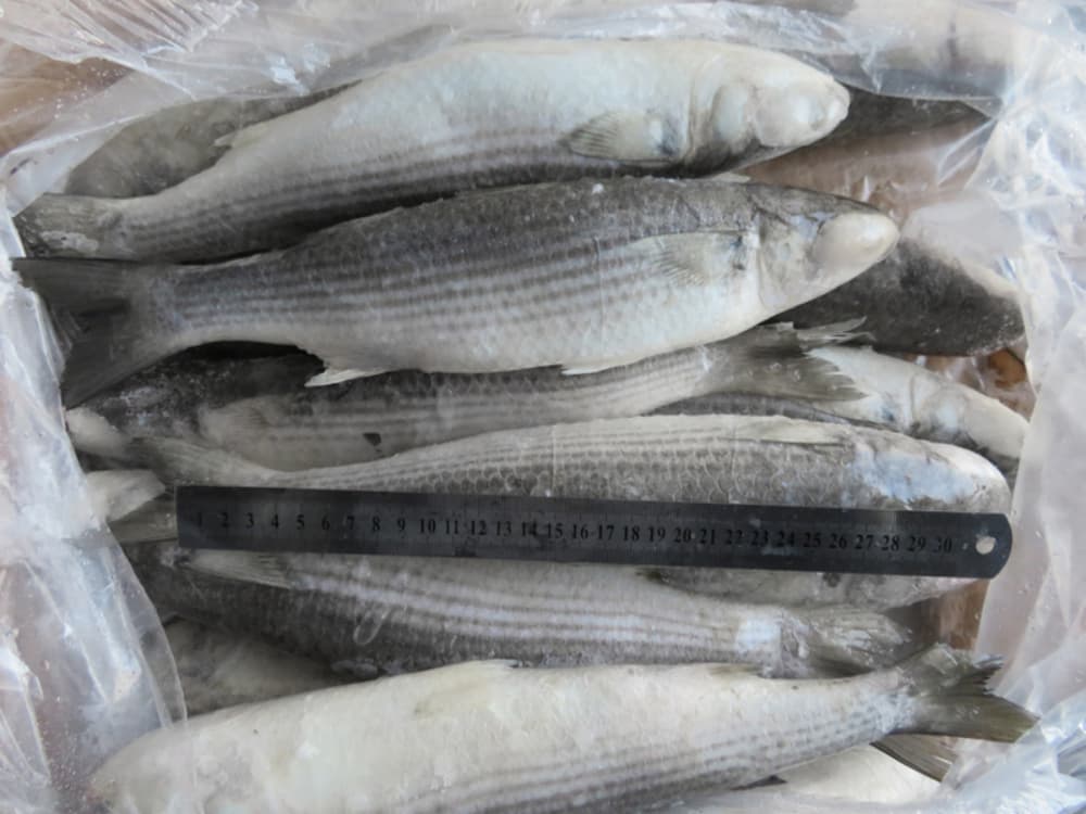 IQF Quick Frozen Grey Mullet Whole