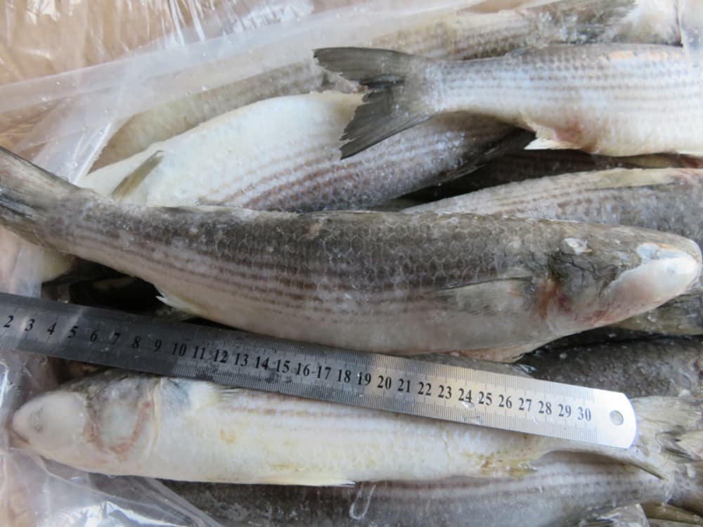 IQF Frozen Whole Round Grey Mullet