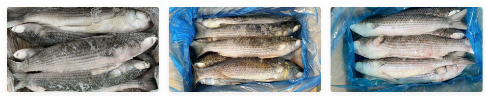 Whole Round Gutted Mullet