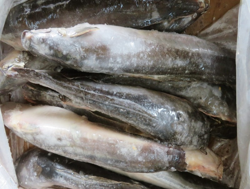 frozen whole round catfish