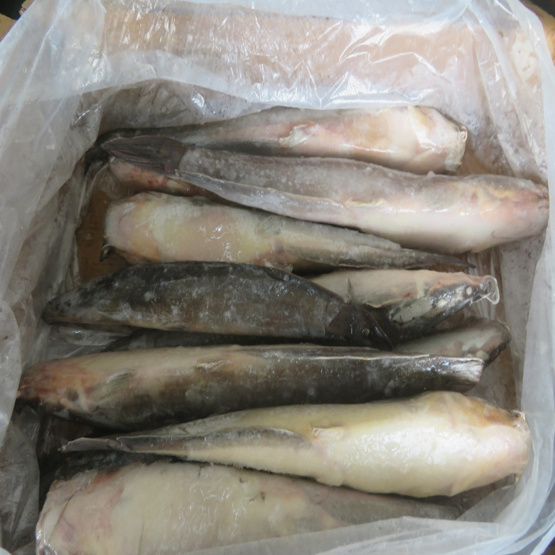 Wholesale IQF Frozen Catfish Whole Round & HGT