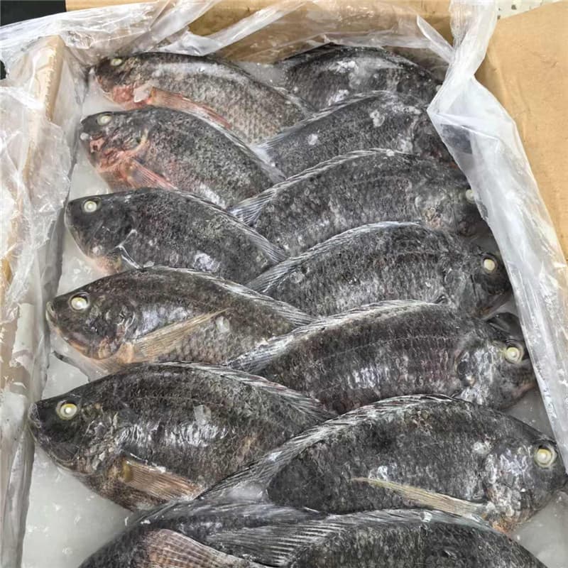 bulk frozen whole tilapia