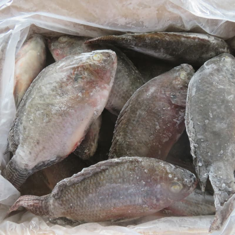 Premium Frozen Fish Wholesale