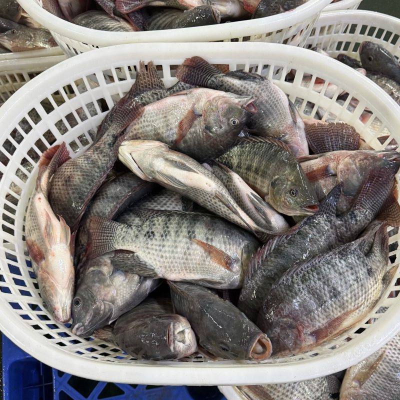Bulk frozen tilapia whole 